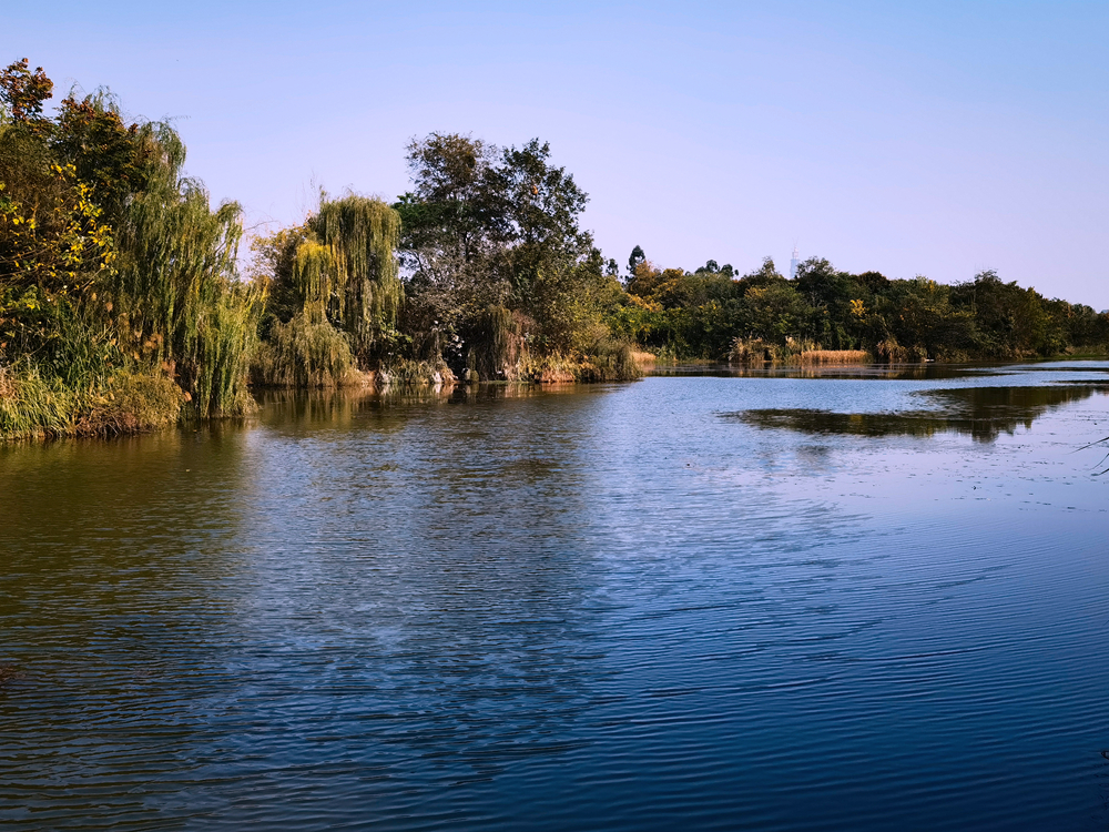 湿地公园美景描写图片