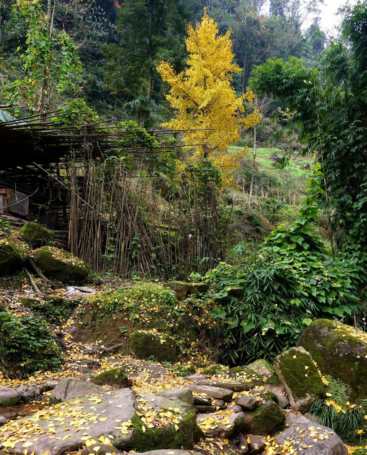 南方农村景色图片