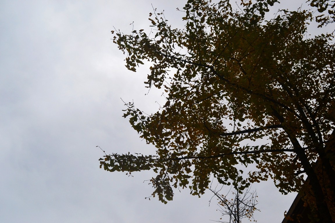 DSC_6923.JPG