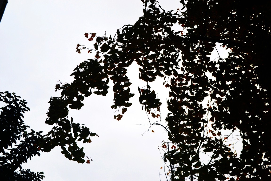 DSC_6932.JPG