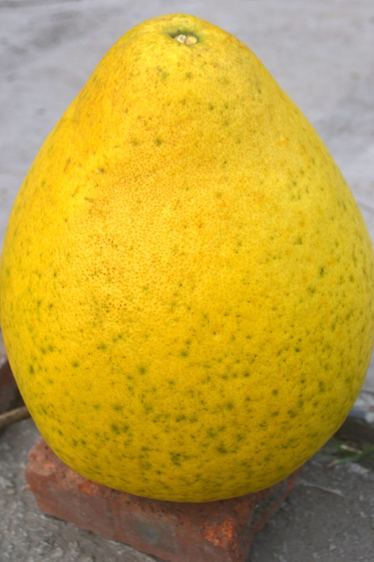 DSC_7528.JPG