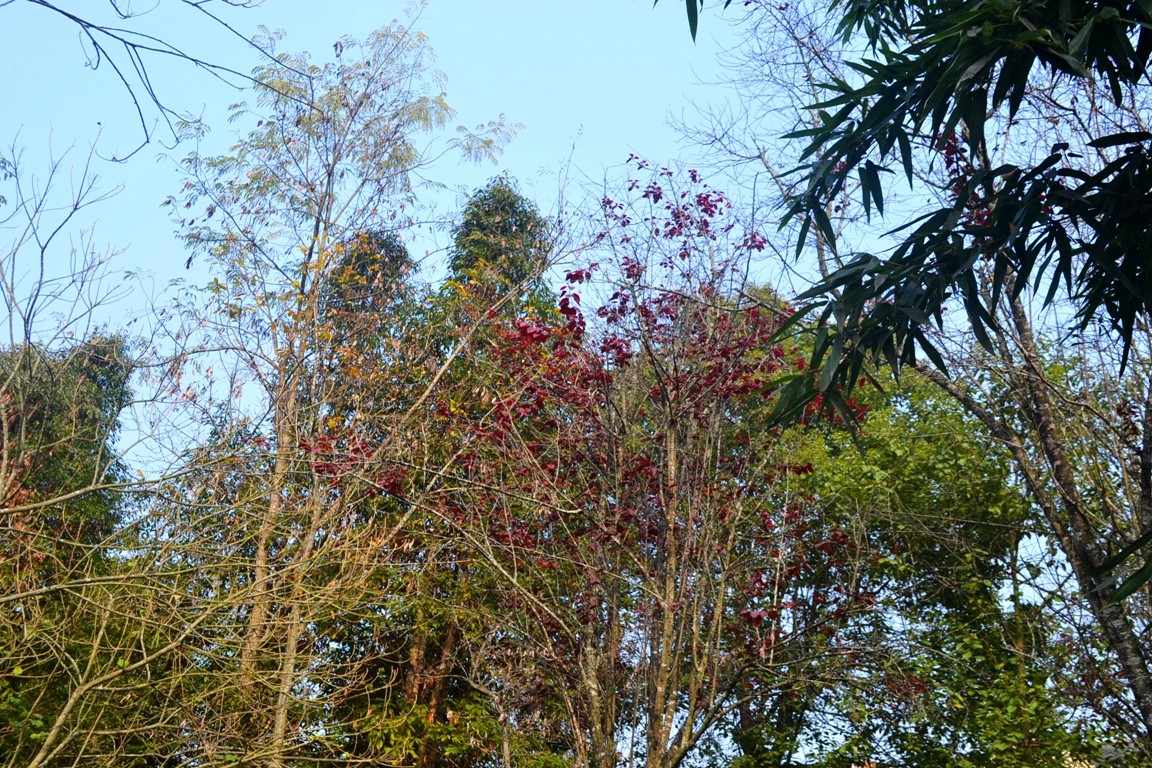 DSC_7431.JPG