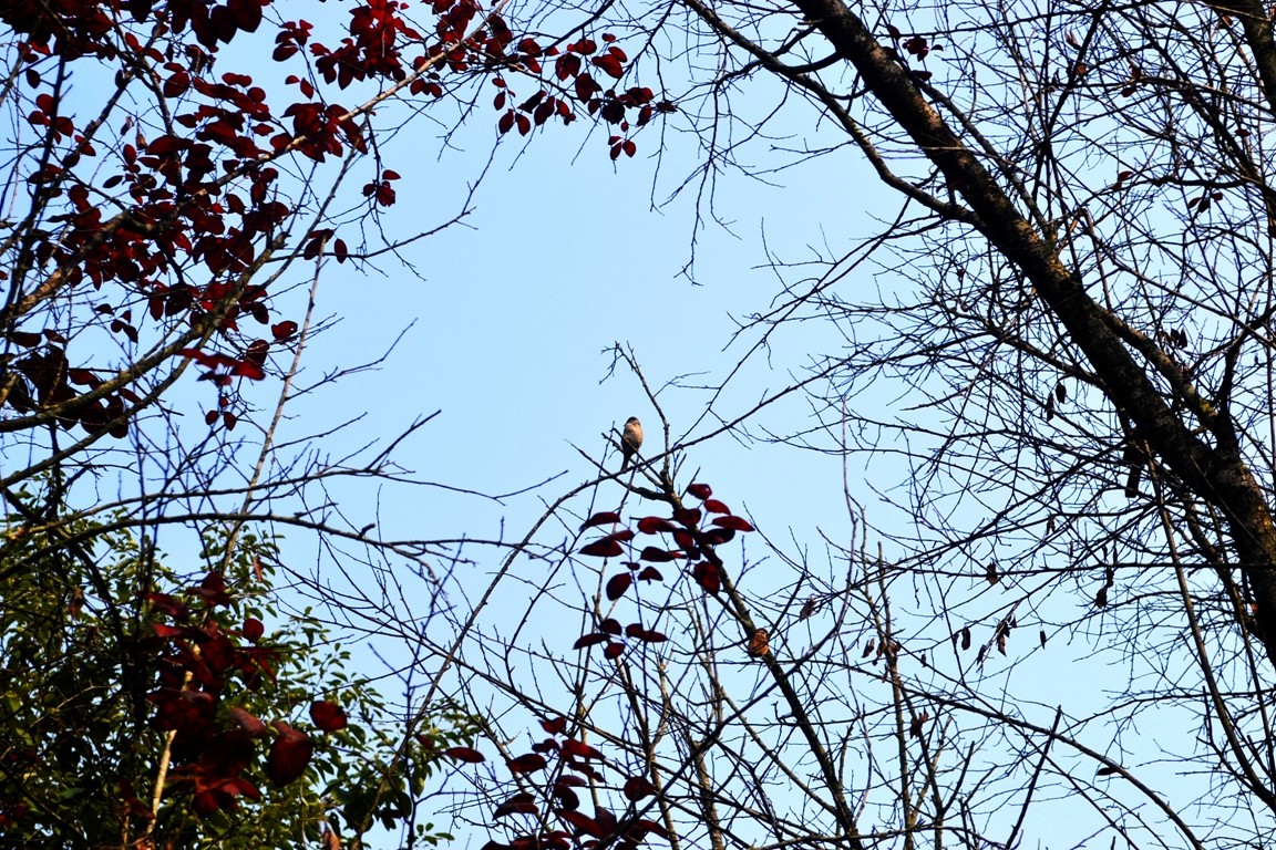 DSC_7432.JPG