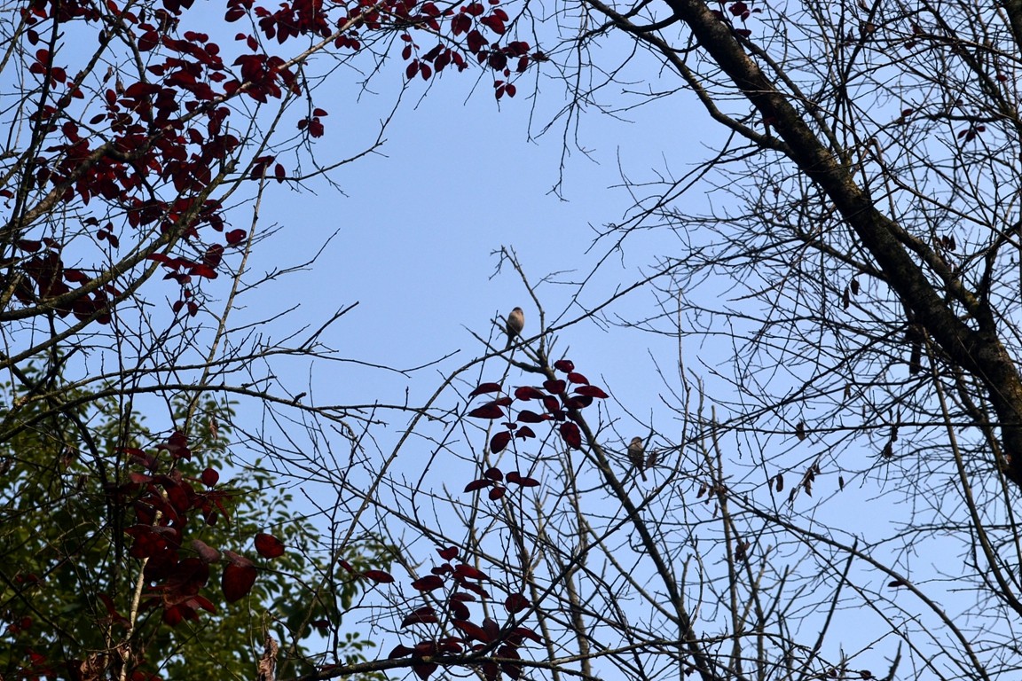 DSC_7434.JPG