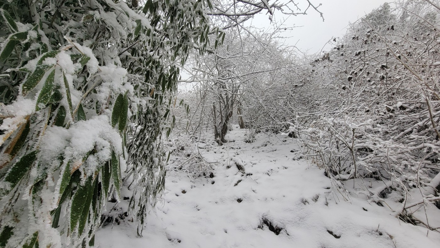 芒市苤菜坝下雪图片