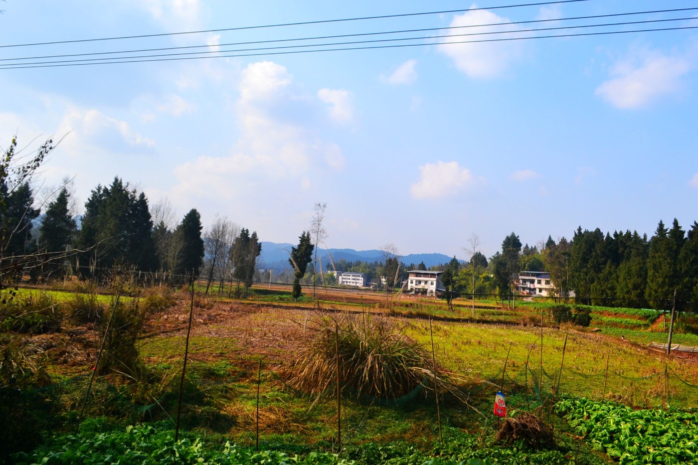 DSC_7684.JPG