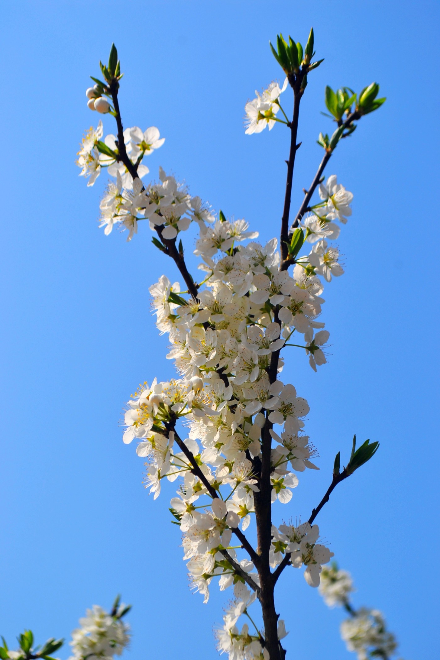 DSC_8196.JPG
