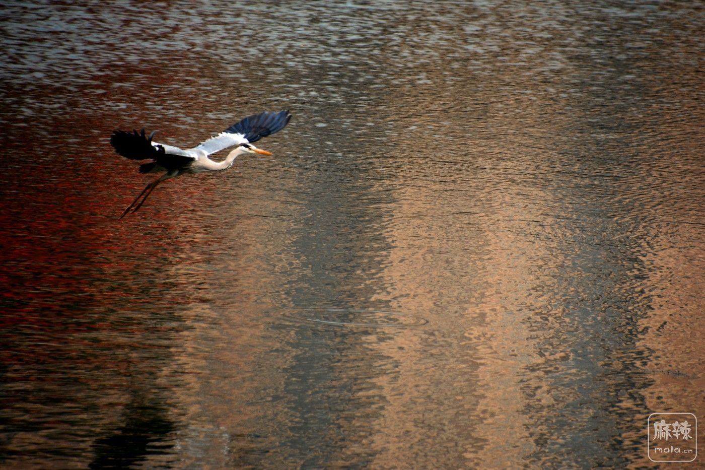 CD1_8091.jpg