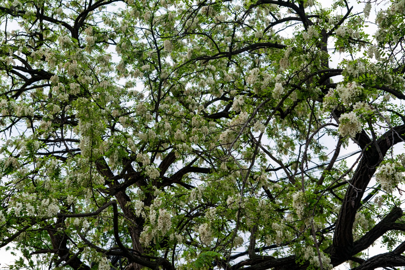 DSC07204 拷贝.jpg