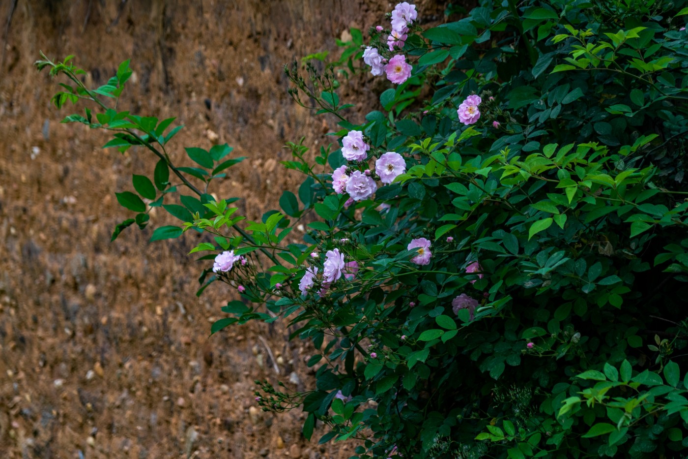 DSC07124 拷贝.jpg