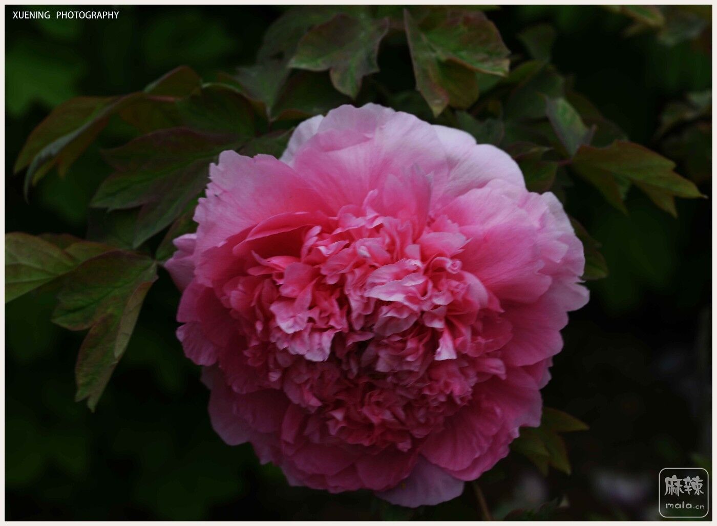 DSC_6390.jpg