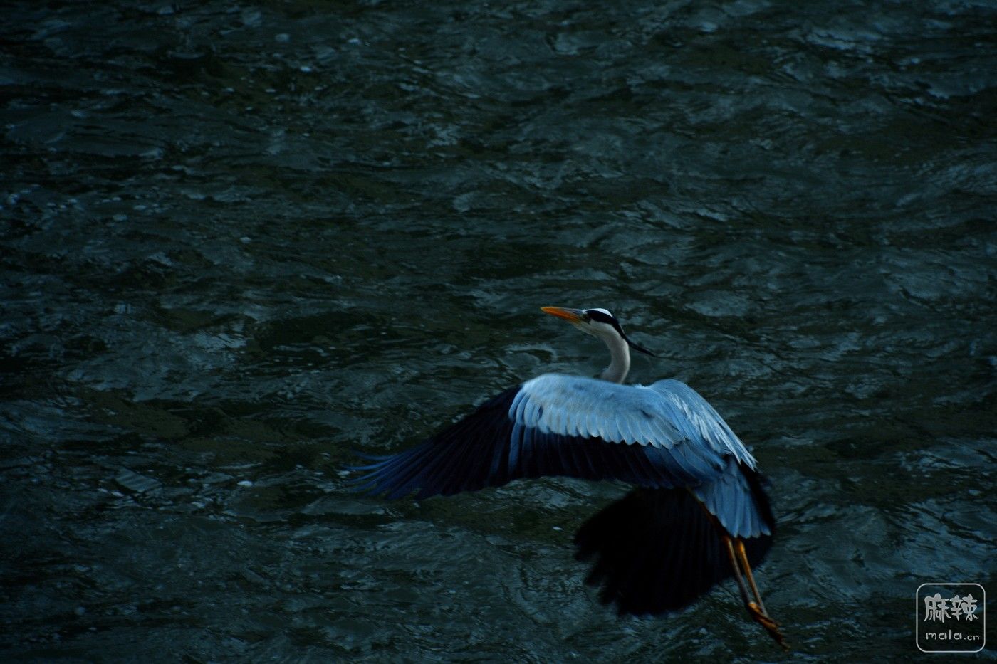 CD1_9106_.jpg
