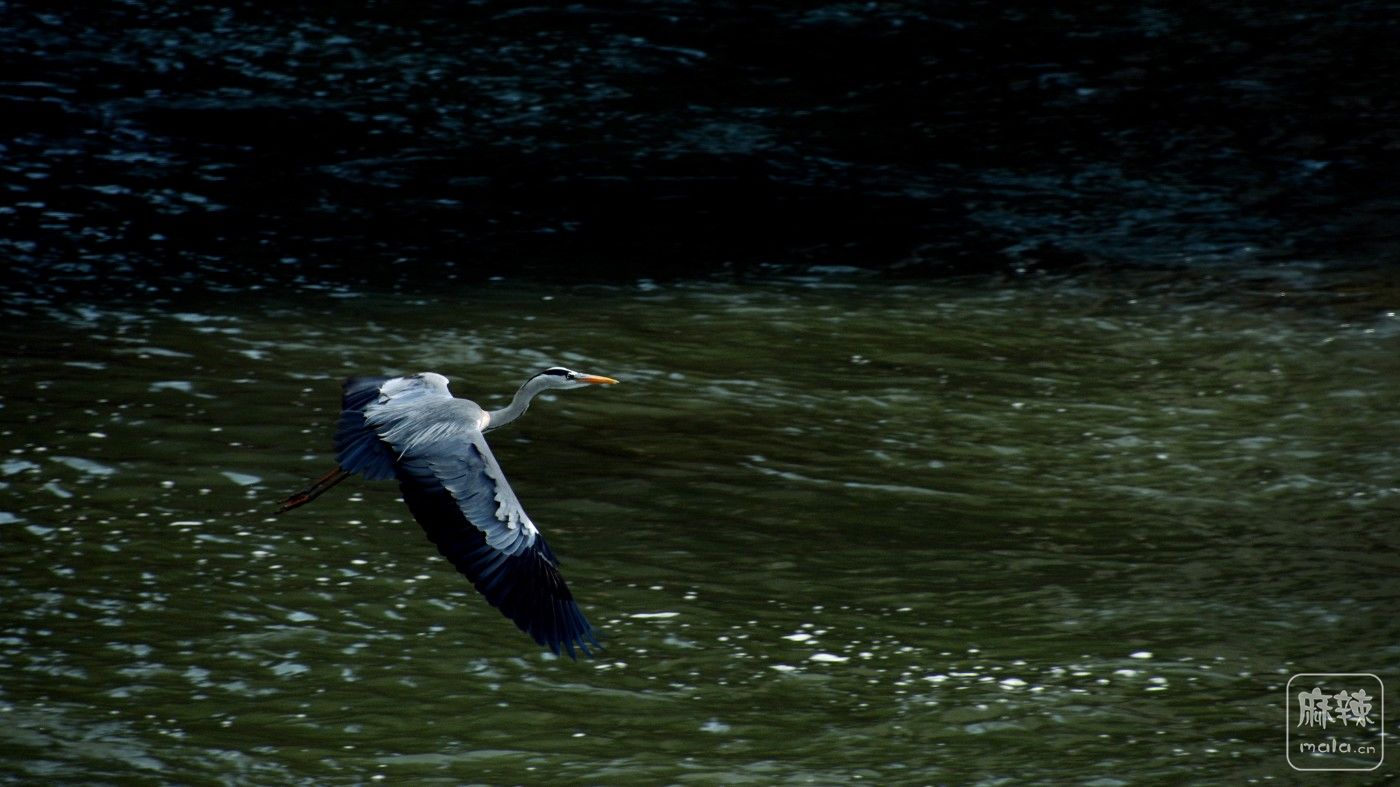 CD1_9115_.jpg