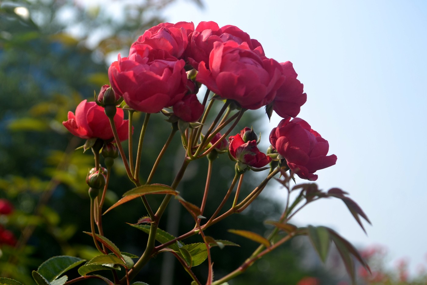 DSC_8611.JPG