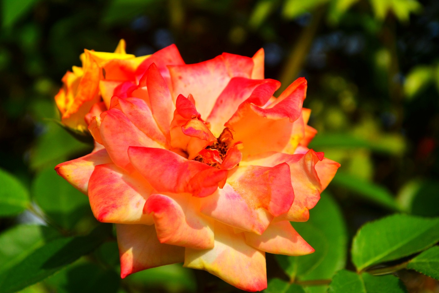 DSC_8624.JPG