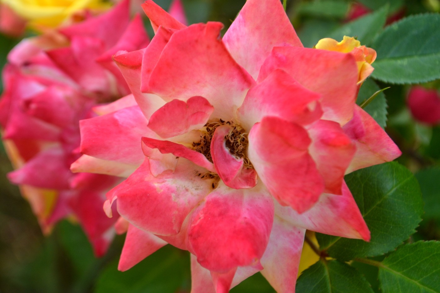 DSC_8615.JPG