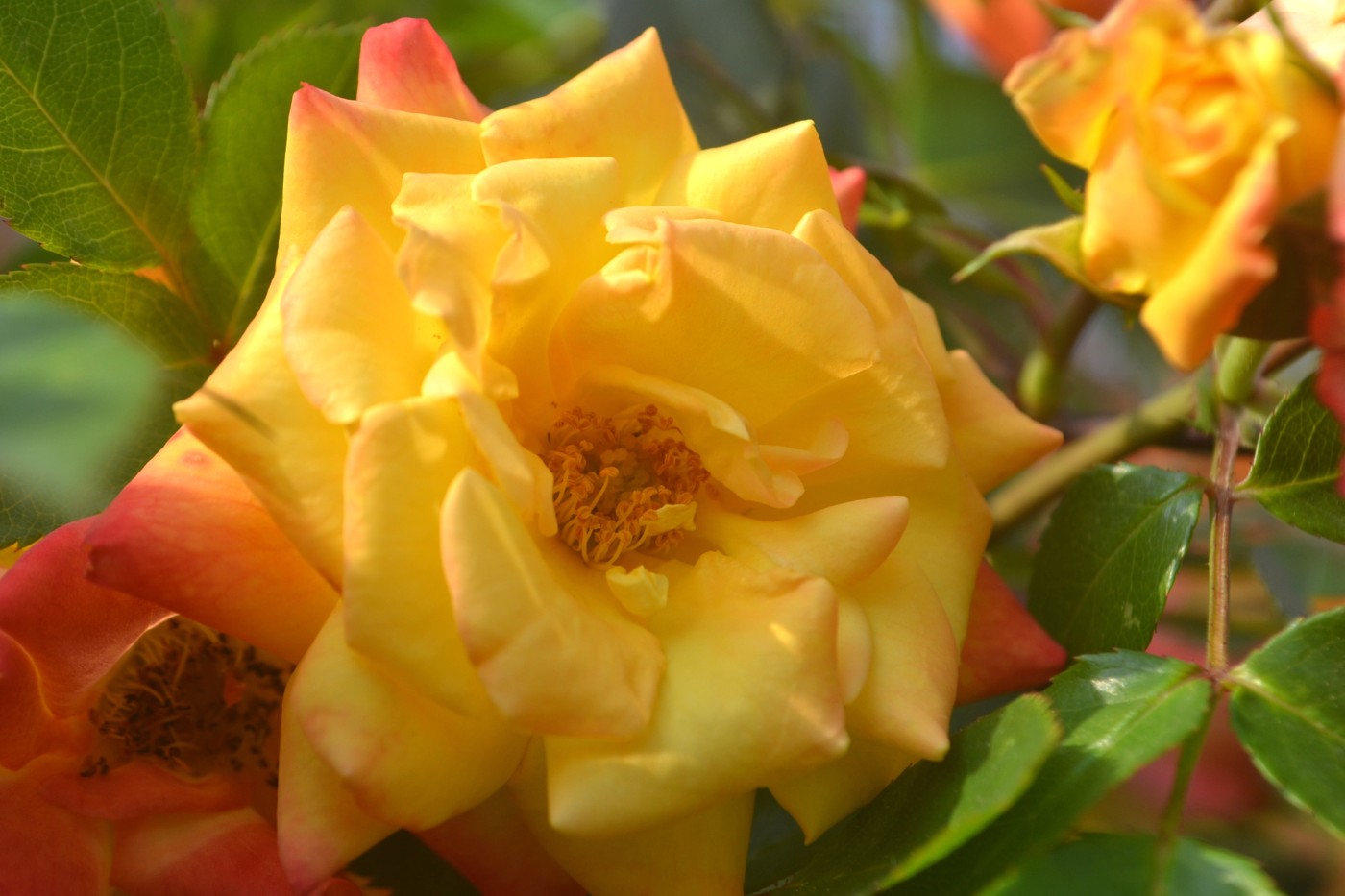 DSC_8618.JPG