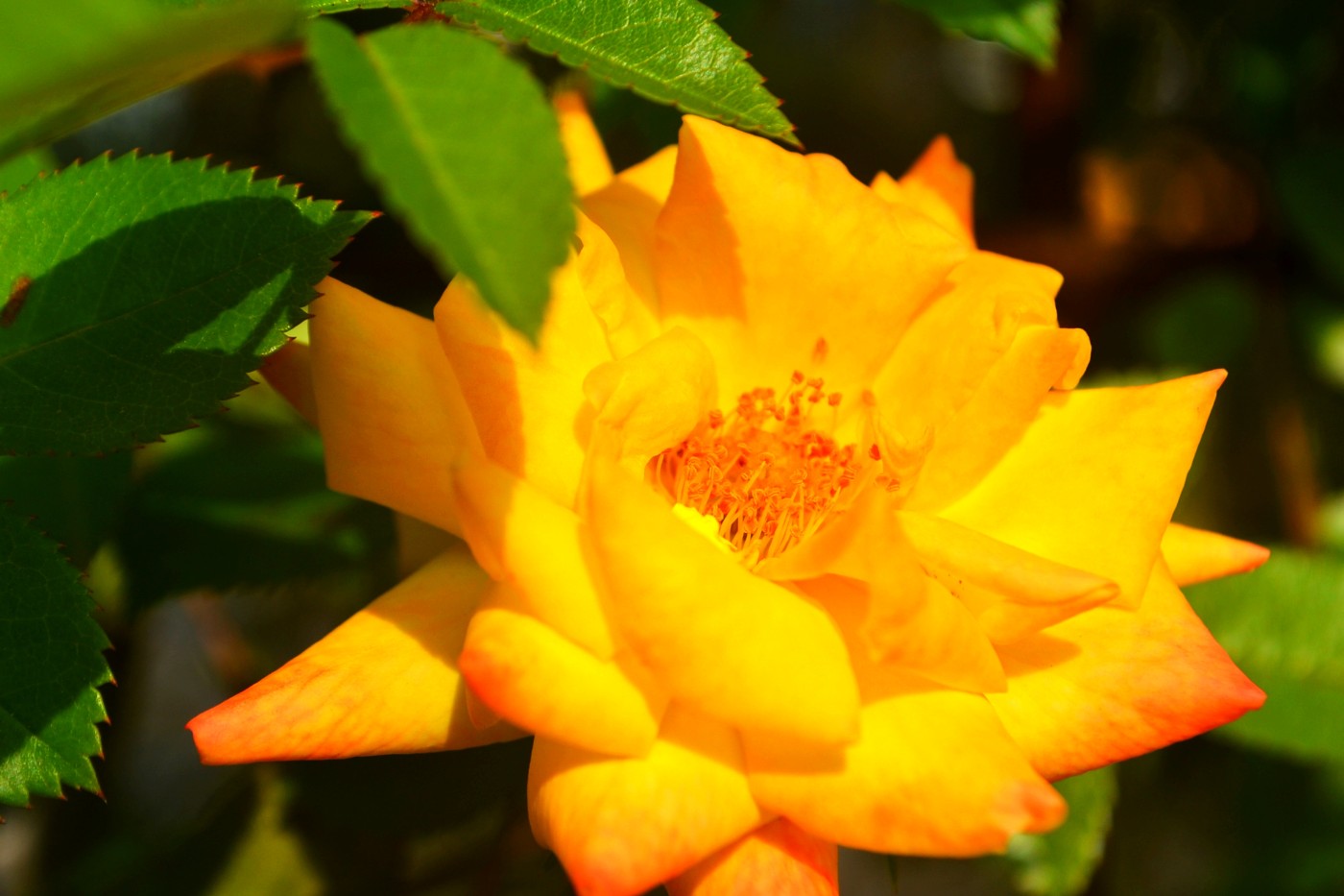 DSC_8626.JPG