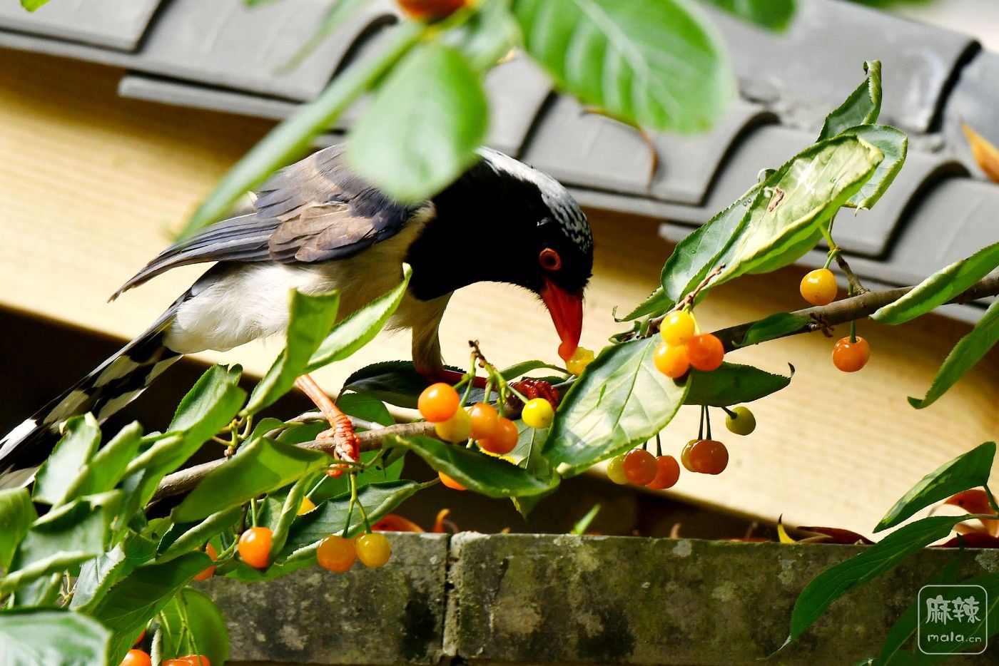 DSC_3531.JPG