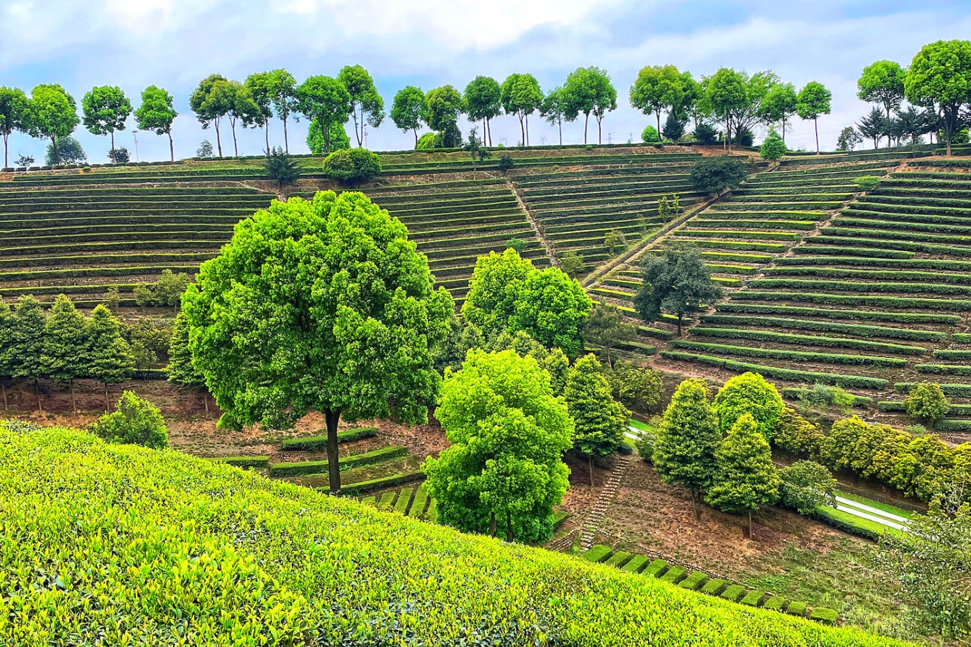 天福茶庄图片