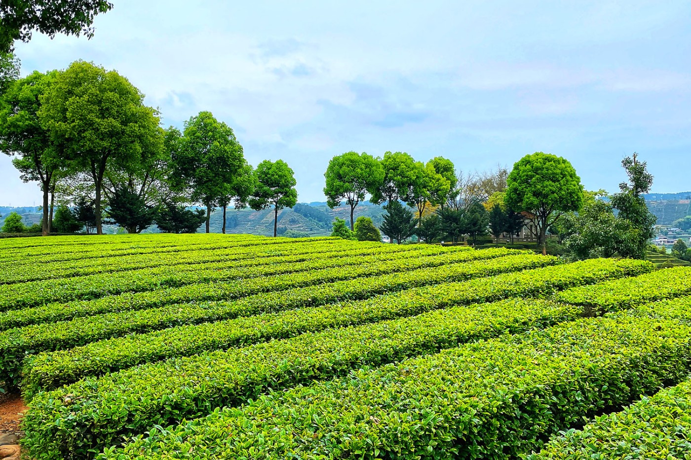 天福茶庄图片