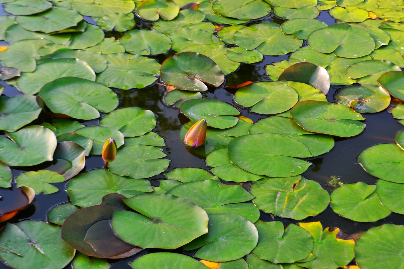 DSC_9506.JPG
