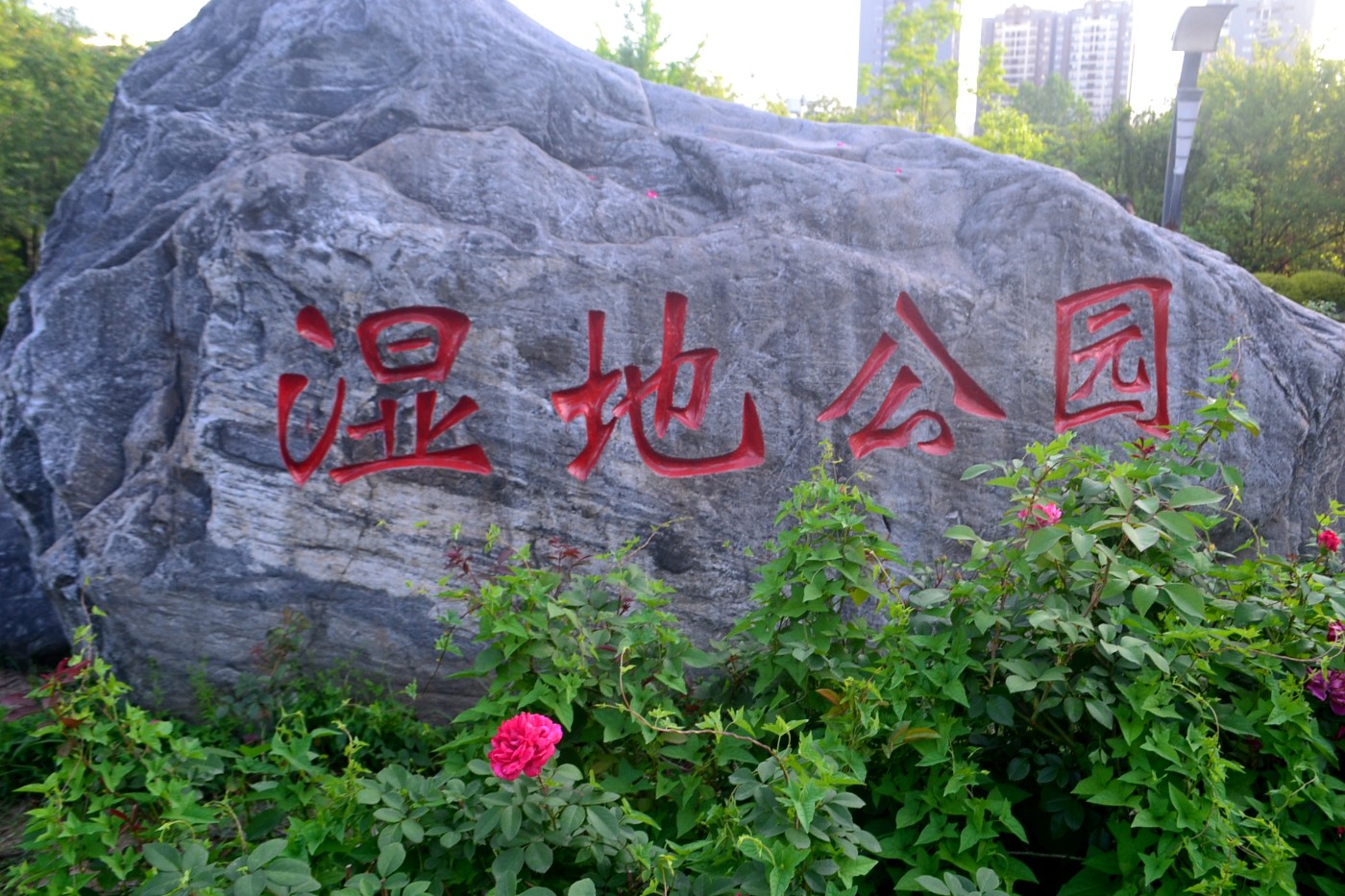 DSC_9524.JPG