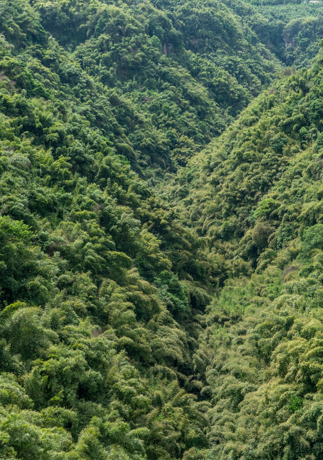 邛崃竹海风景区图片图片