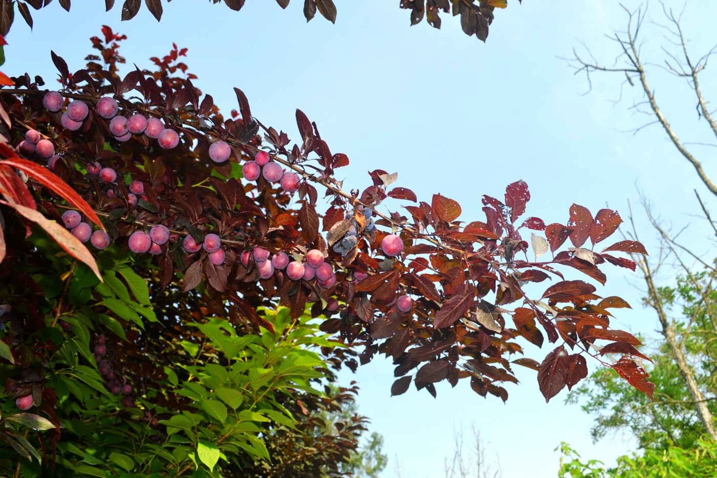 DSC_0276.JPG