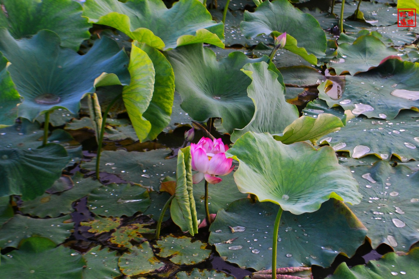 DSC_0574.JPG