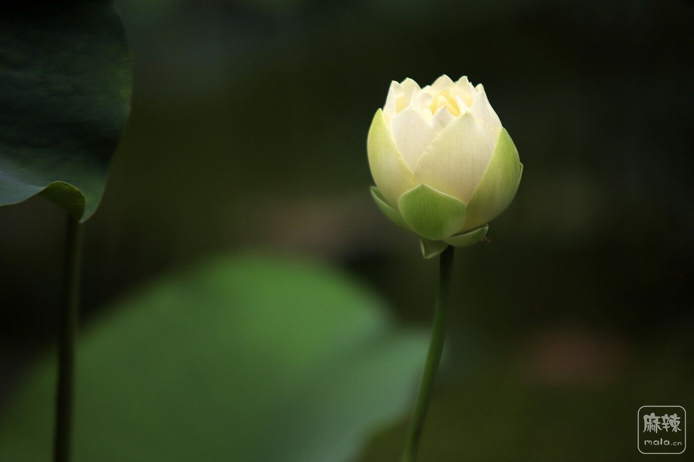 IMG_8964_.jpg
