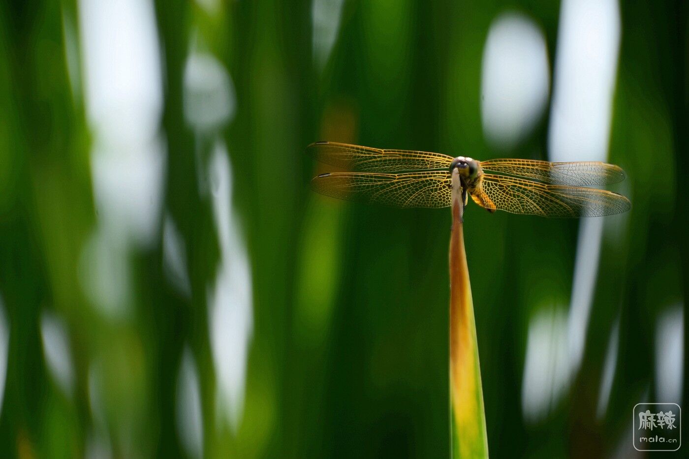 CD1_2306_.jpg