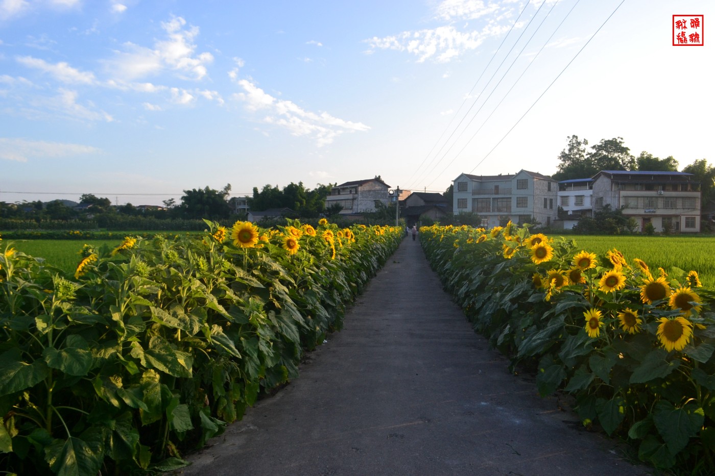 DSC_0933.JPG