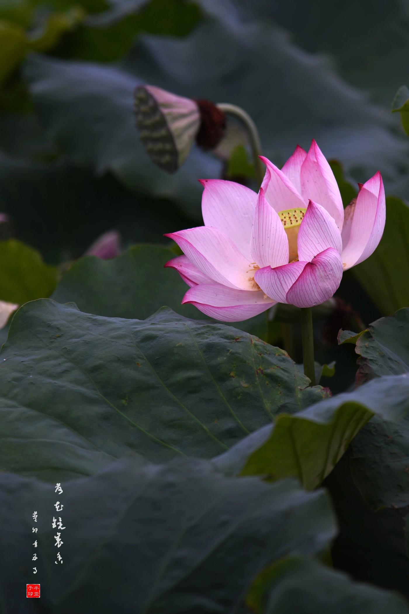 DSC_6508_.jpg