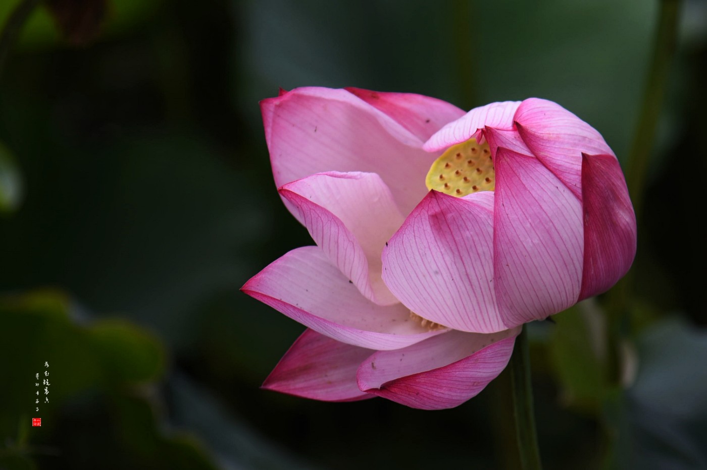 DSC_6566_.jpg