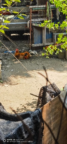 IMG_20230716_114443.jpg