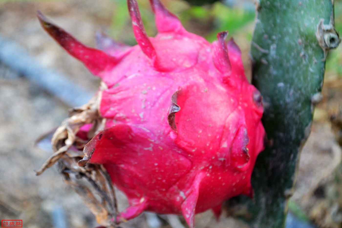 DSC_1756.JPG
