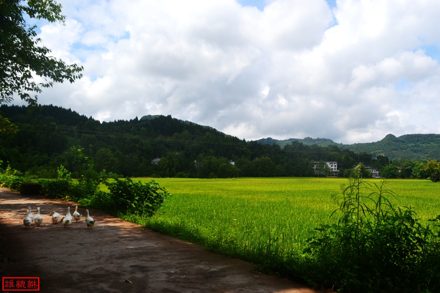 DSC_1685.JPG