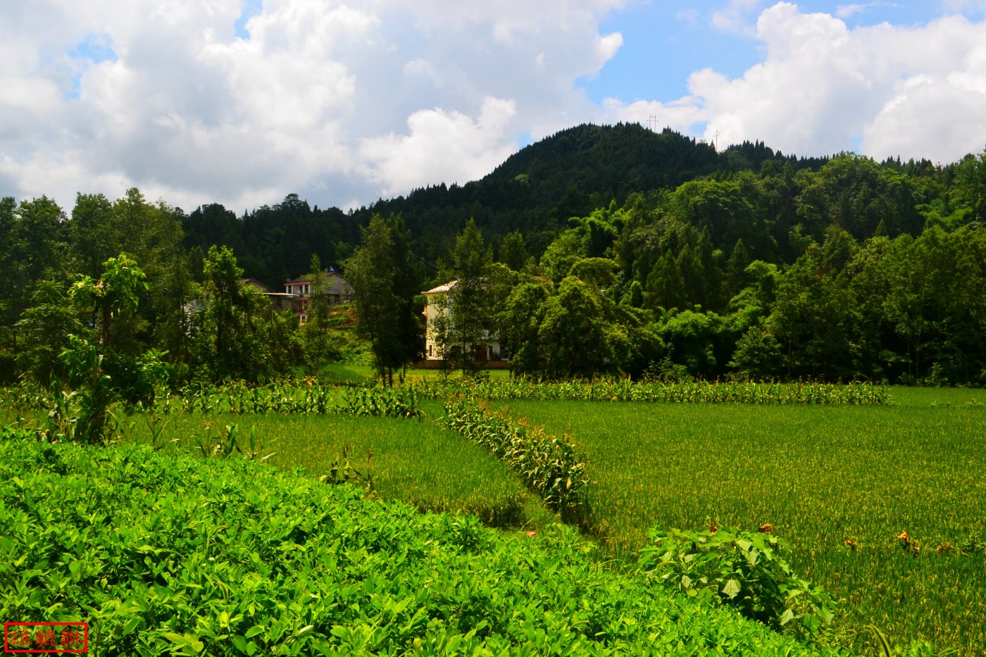 DSC_1688.JPG