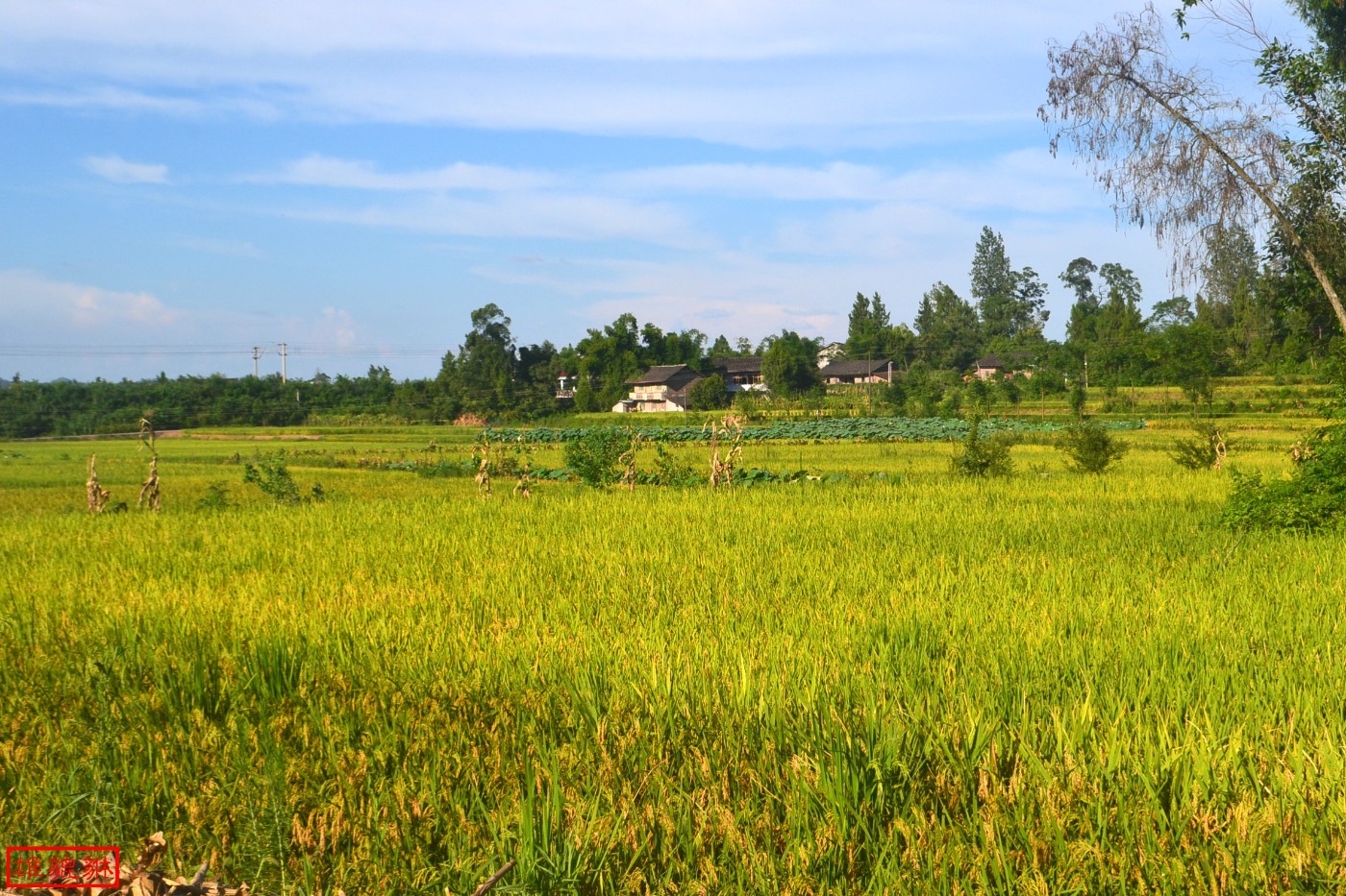 DSC_1722.JPG