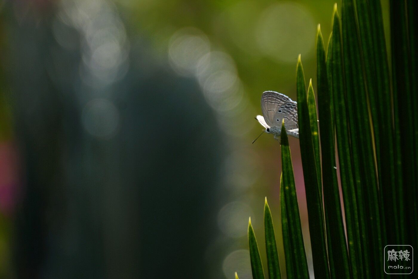 CD1_7743_.jpg