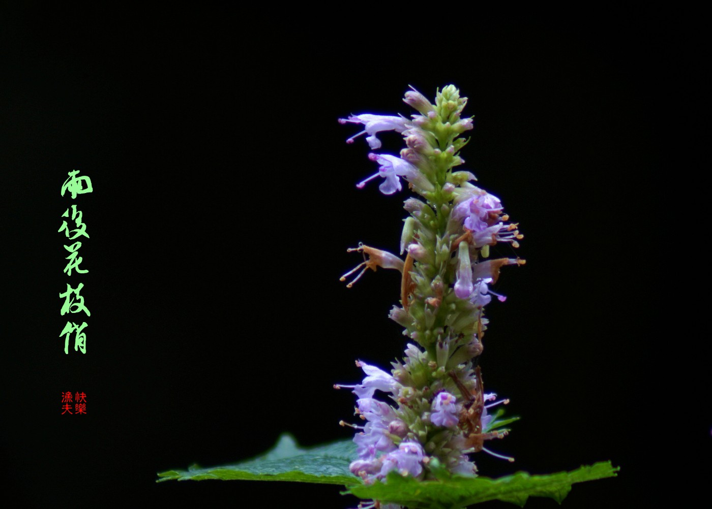 DSC04729__.jpg