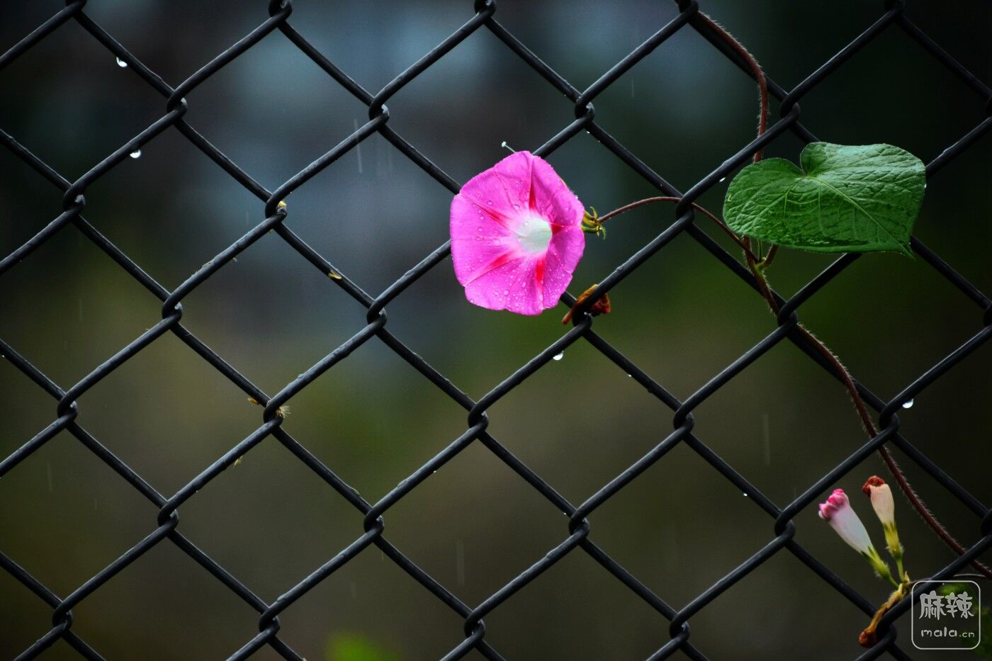 CD1_9802_.jpg