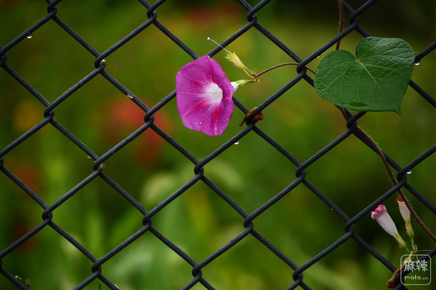 CD1_9854_.jpg