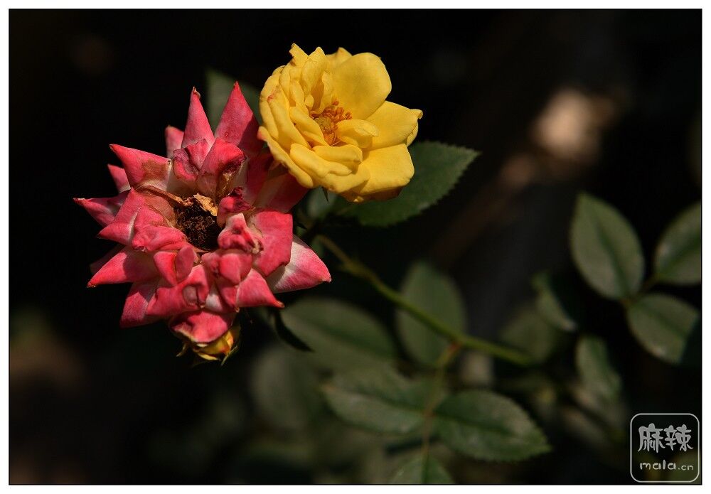 DSC_6288.jpg