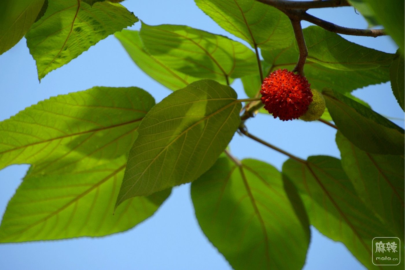 CD1_1004_.jpg