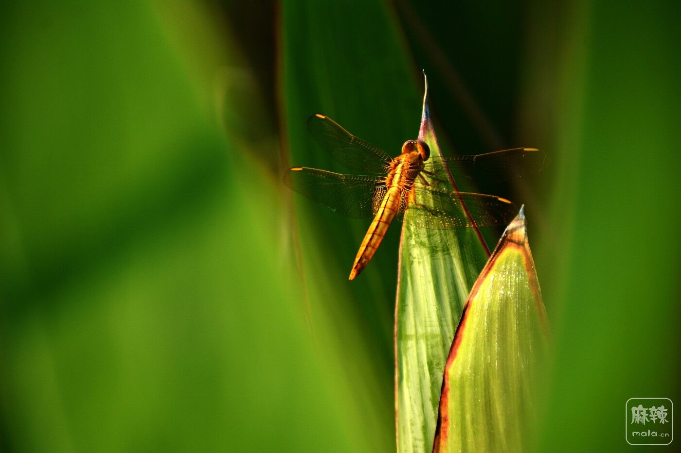 CD1_1430_.jpg