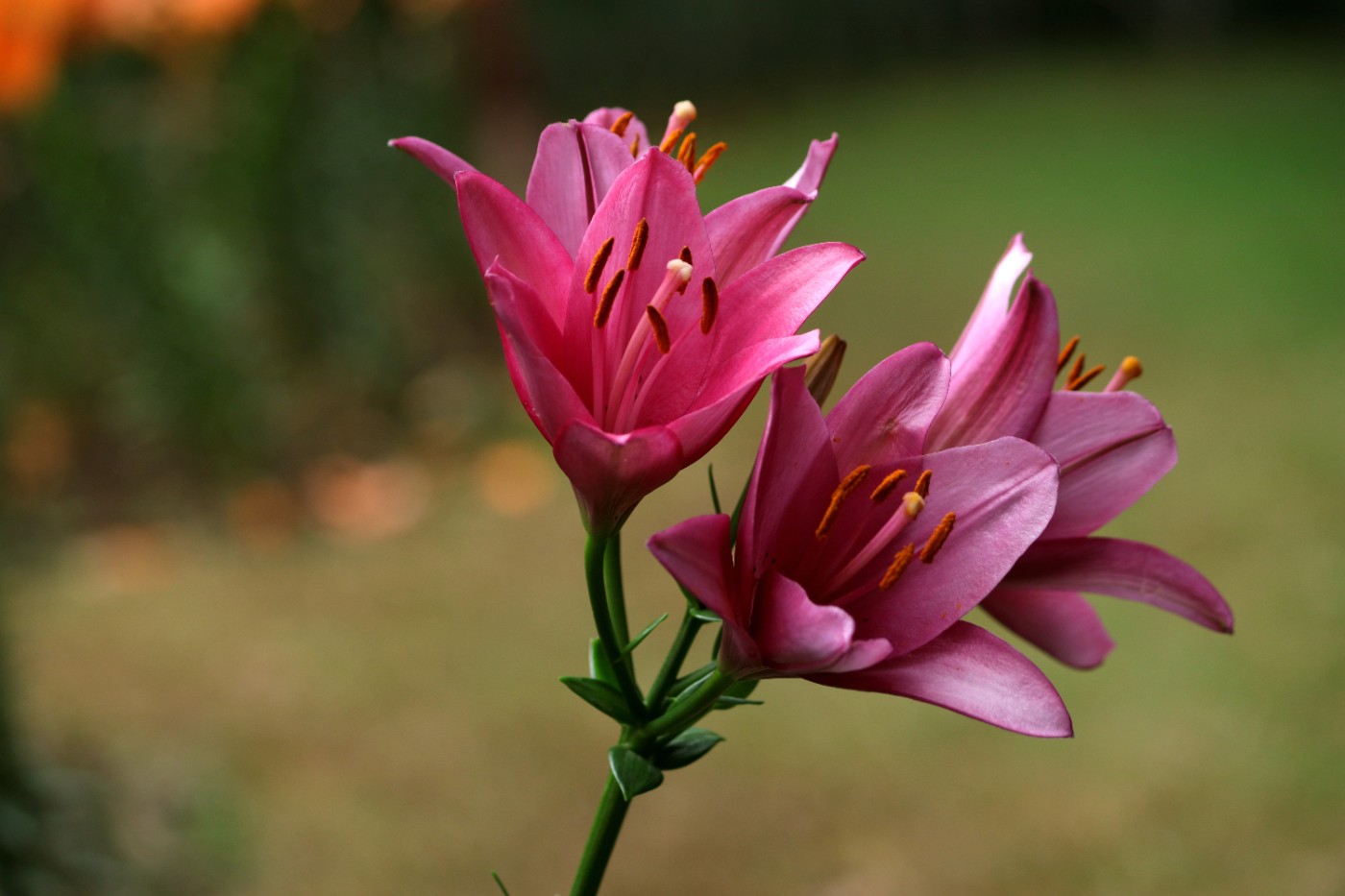 IMG_3768_.jpg