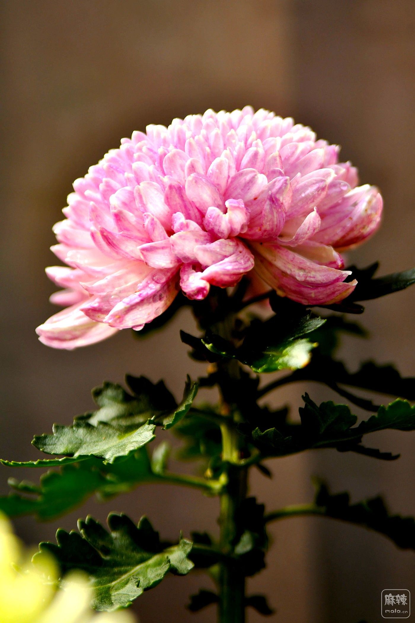 DSC_4582.JPG