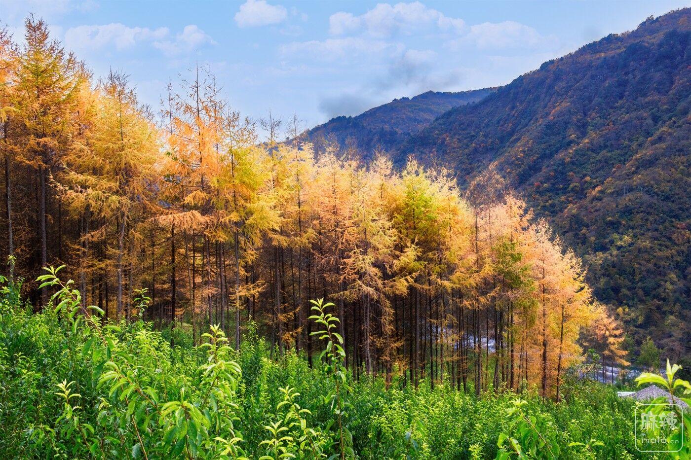 卧龙镇汶川县